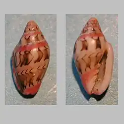 Marginella festiva Almadies, Dakar, Senegal