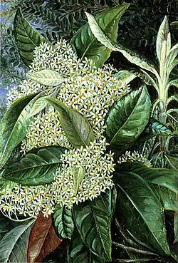 Olearia argophylla, Marianne North Gallery, Kew Gardens