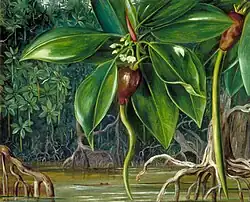 Painting of a mangrove forest with its flowers in the foreground.
