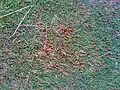 A swarm of ladybirds