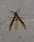 Apoica (Apoica) gelida in Brazil