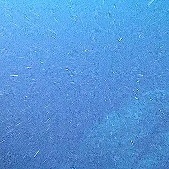 Marine snow is the shower of organic particles that falls from upper waters to the deep ocean[248] It is a major exporter of carbon.