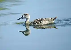 Marbled teal, Clot-de-Galvany, Alicante