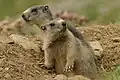 Introduced alpine marmots in the Pyrenees