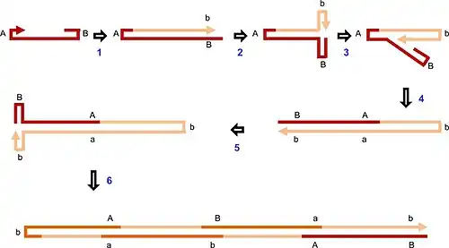A diagram of the form of rolling hairpin replication used by minute virus of mice