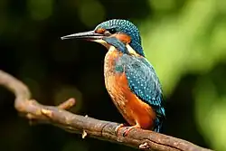 Common kingfisher, Scrivia