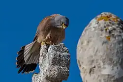 Lesser kestrel, Matera