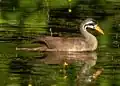 Masked finfoot, Heliopais personata