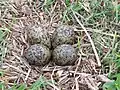 Masked lapwing (Vanellus miles), typical clutch