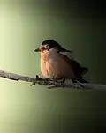 Masked shrike
