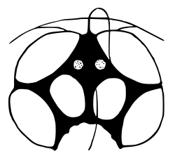 M. simla