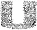 Aboral view of a portion of the tentacular club