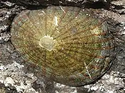The limpet at the rock