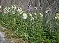 Variety in wild