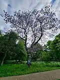 Image showing a Large Mature Foxglove Tree in flower on May 4, 2025 in Bute Park, Wales, UK. Human for scale.