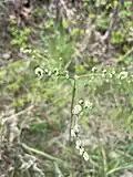 Example of a hairy brackenfern at early maturity