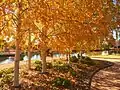 London plane trees