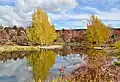 Colourful deciduous plant scenery