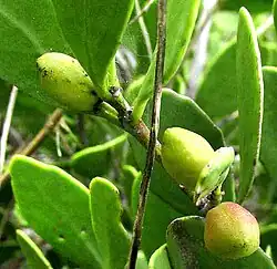 Maytenus phllanthoides immature fruits