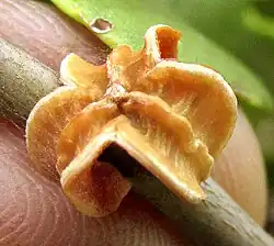 Maytenus phllanthoides fruit pericarp remaining on stem after the seed has been removed