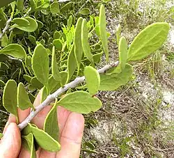Maytenus phllanthoides leafy stem