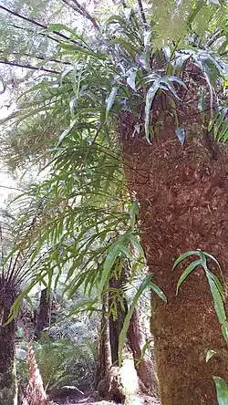 Epiphytes on the trunk