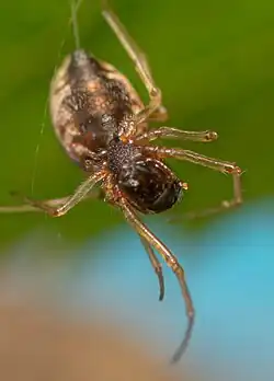M. dentipalpis