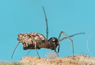 M. dentipalpis