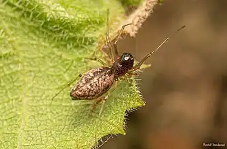 M. dentipalpis