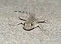 A lizard, Mediodactylus danilewskii