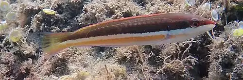 Primary Individual