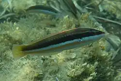 Female