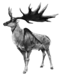 Megaloceros restoration