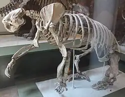 Megalonyx jeffersonii fossil on display at the Natural History Museum of Utah.