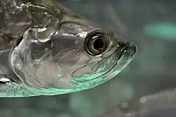 closeup of face