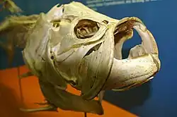 Megalops atlanticus skull