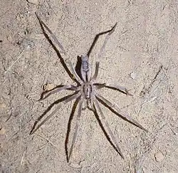 M. schreineri