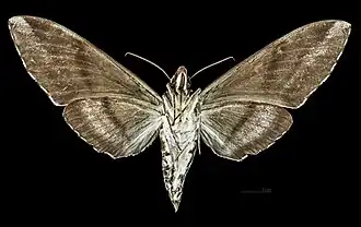 Female underside