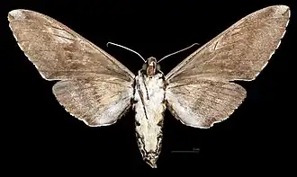 Female M. a. scribae , ventral view