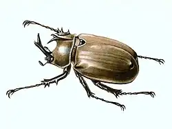 Illustration of Megasoma anubis (male)