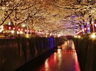 Night time illumination for the Meguro River Cherry Blossoms