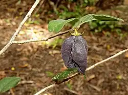 Mature flower
