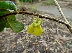 Immature flower