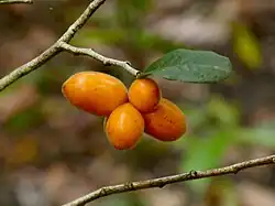 Ripe fruit