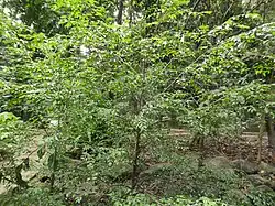 Habit