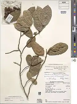 Herbarium specimen