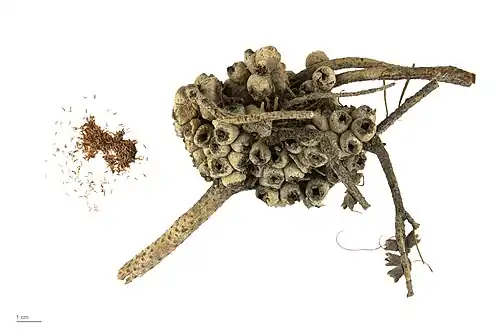 Melaleuca quadrifida - MHNT