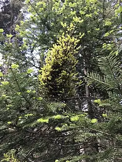 Witch's broom caused by the basidiomycete fungus Melampsorella caryophyllacearum
