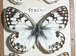 Melanargia arge