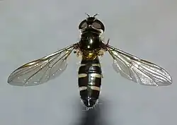 Upper view of a fly with its wings spread out